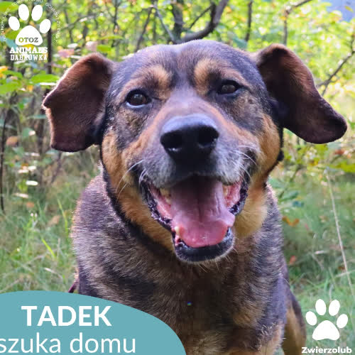Psy ze schroniska do adopcji Tadek