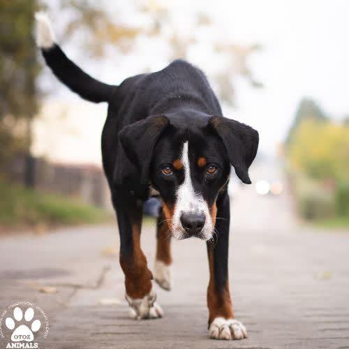 Psy ze schroniska do adopcji Popiołek