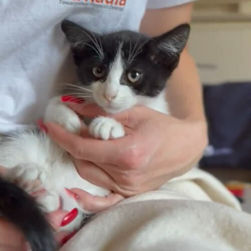 Koty ze schroniska do adopcji Gumiś