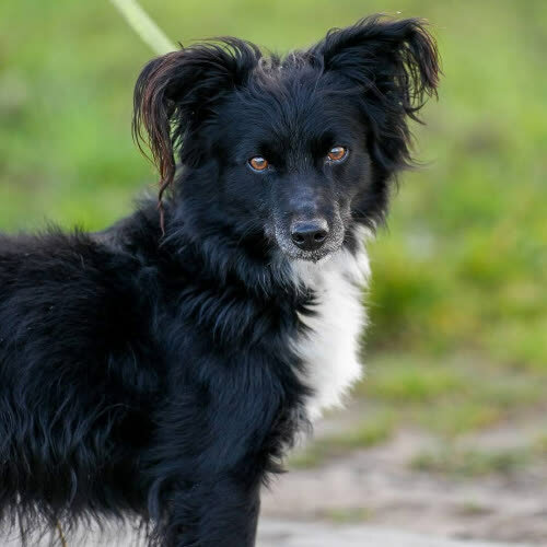 Psy ze schroniska do adopcji Nero