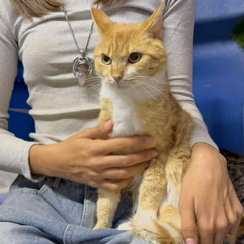Koty ze schroniska do adopcji Lunka