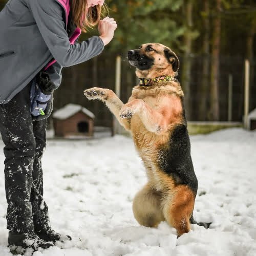 Psy ze schroniska do adopcji Didi 