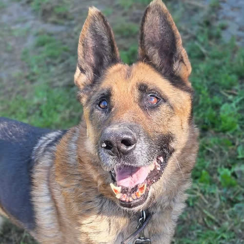 Psy ze schroniska do adopcji Owczarek Nazar 