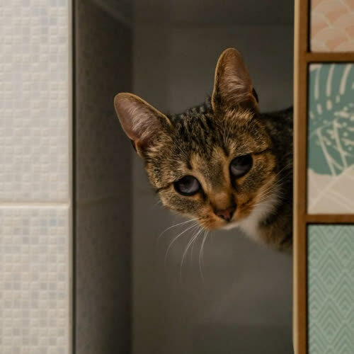 Koty ze schroniska do adopcji Zoja