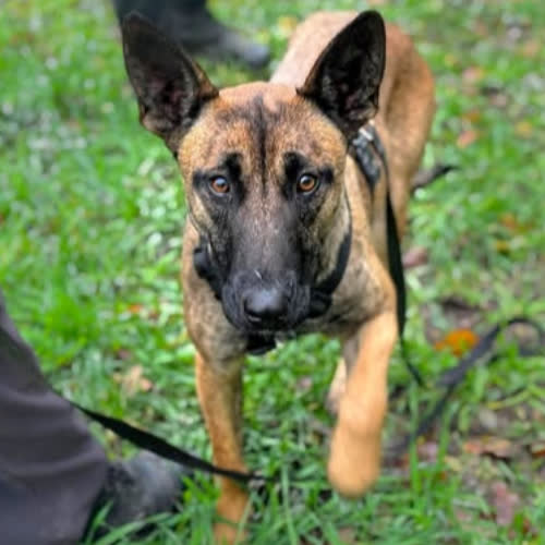 Psy ze schroniska do adopcji Bella