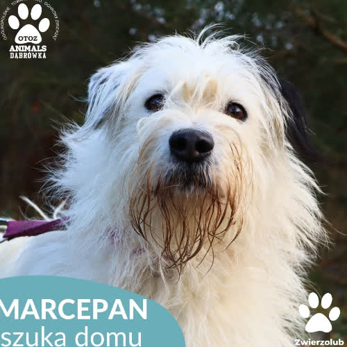 Psy ze schroniska do adopcji Marcepan