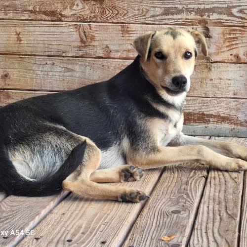 Psy ze schroniska do adopcji Natan