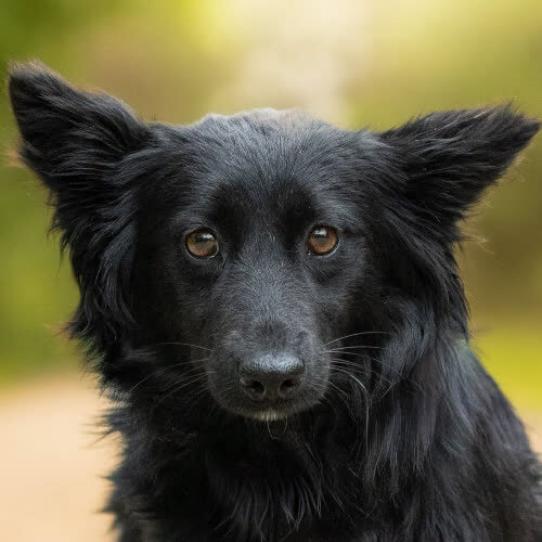 Psy ze schroniska do adopcji Delikatna MABEL