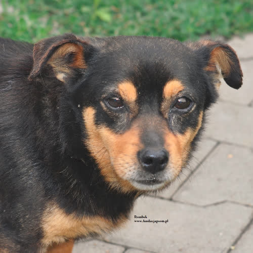 Psy ze schroniska do adopcji Rombek