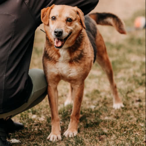 Psy ze schroniska do adopcji Bolo