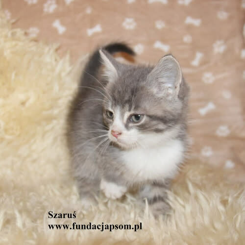 Koty ze schroniska do adopcji Szaruś