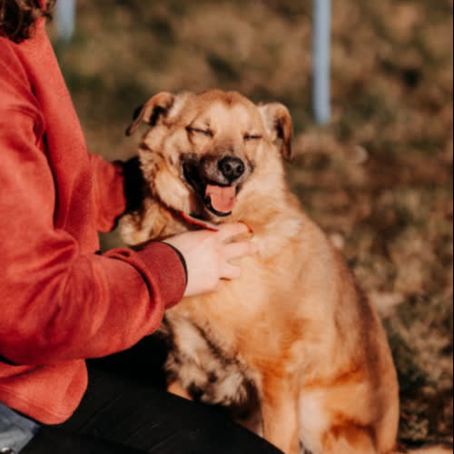 Psy ze schroniska do adopcji Leguś