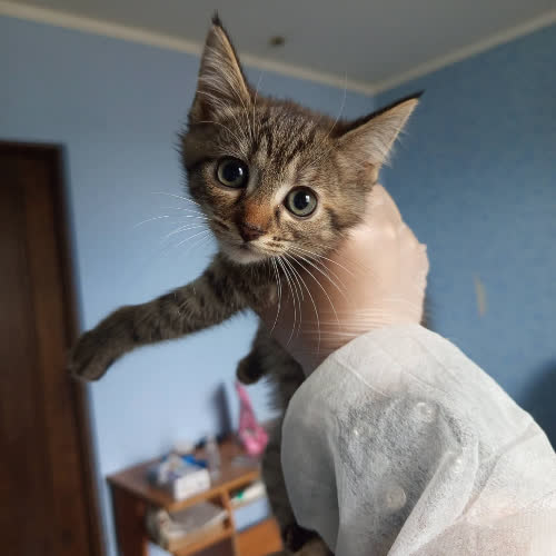 Lala