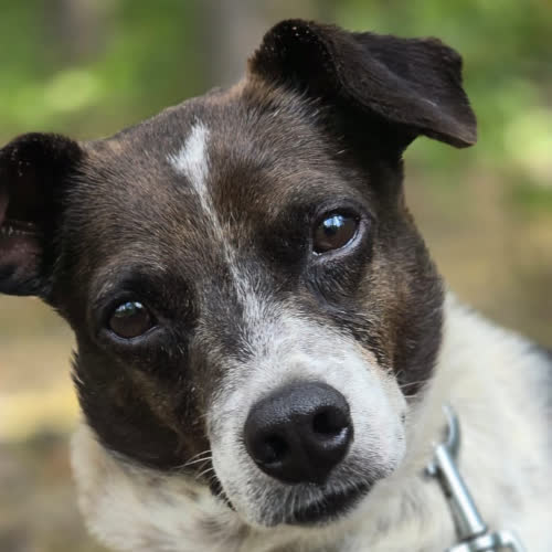 Psy ze schroniska do adopcji Jupiter 