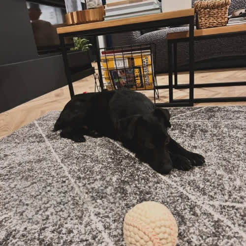 Psy ze schroniska do adopcji Niunia