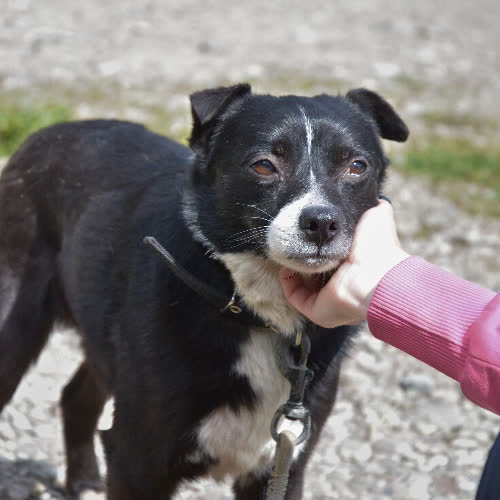 Psy ze schroniska do adopcji CISEK