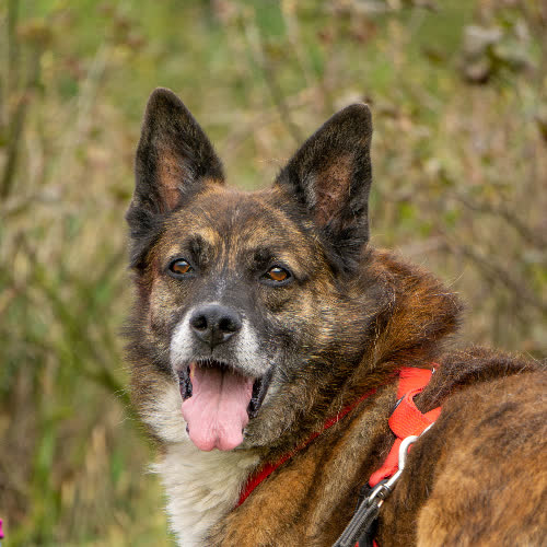 Psy ze schroniska do adopcji Stefan