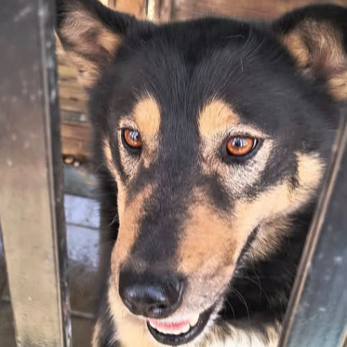 Psy ze schroniska do adopcji Leon