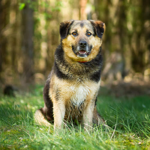 Psy ze schroniska do adopcji Argon