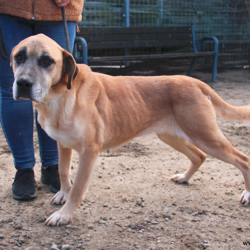 Psy ze schroniska do adopcji Kruszynka