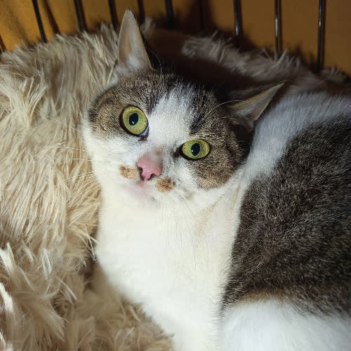 Koty ze schroniska do adopcji Kokosanka 