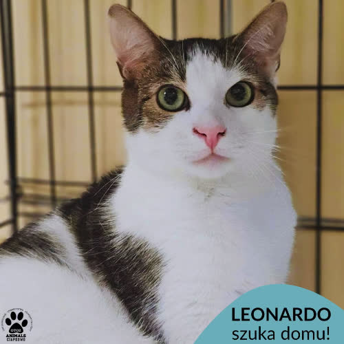 Leonardo