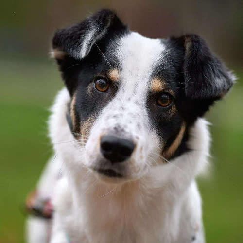 Psy ze schroniska do adopcji Minuta