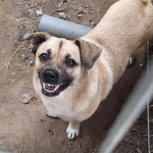 Psy ze schroniska do adopcji Pyza