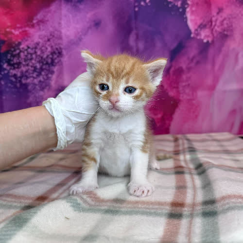 Garfield
