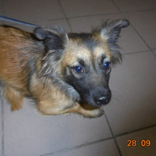 Psy ze schroniska do adopcji Dosia