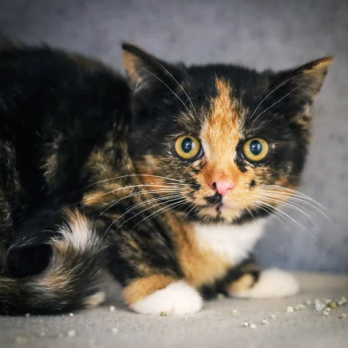 Koty ze schroniska do adopcji Szaza