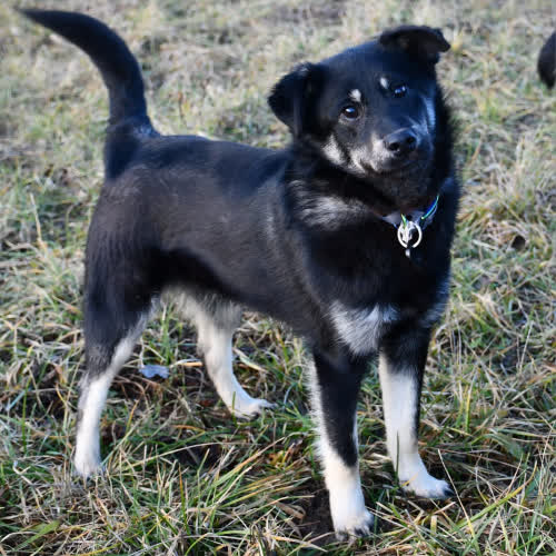 Psy ze schroniska do adopcji Jacuś
