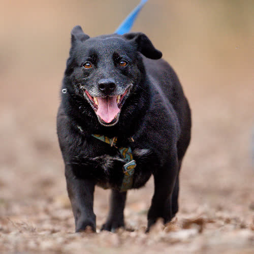 Psy ze schroniska do adopcji Monia