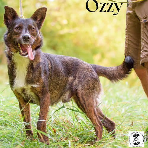 Psy ze schroniska do adopcji Ozzy
