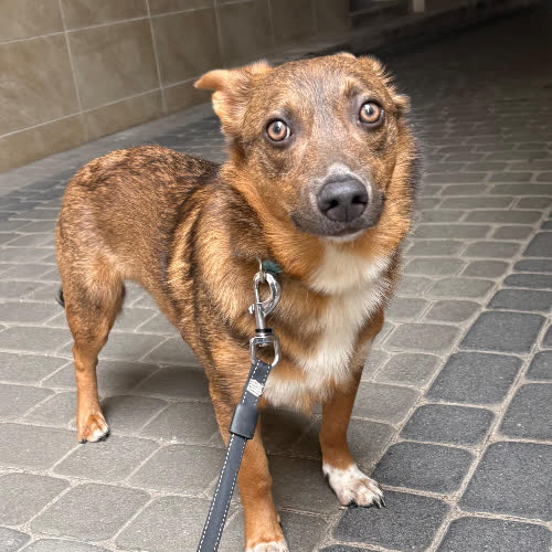 Psy ze schroniska do adopcji Pecan