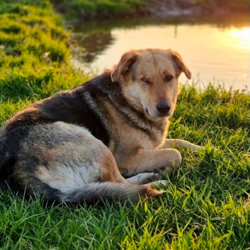 Psy ze schroniska do adopcji Maleństwo