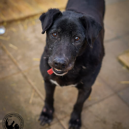 Psy ze schroniska do adopcji Czarny