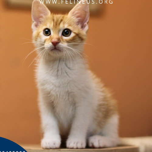 Koty ze schroniska do adopcji Gemma