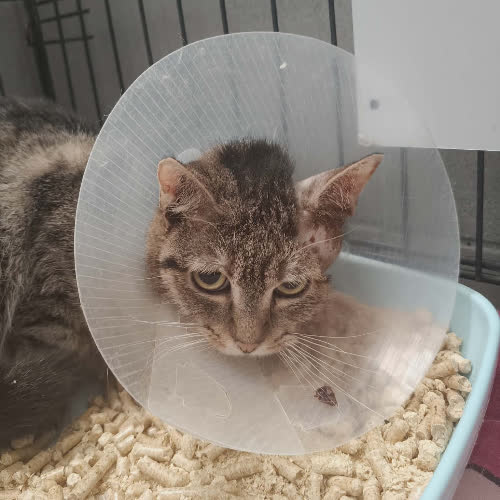 Koty ze schroniska do adopcji B22