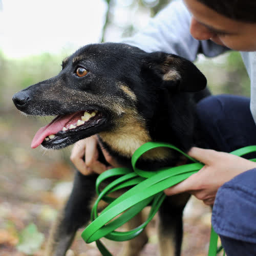 Psy ze schroniska do adopcji Bonzo