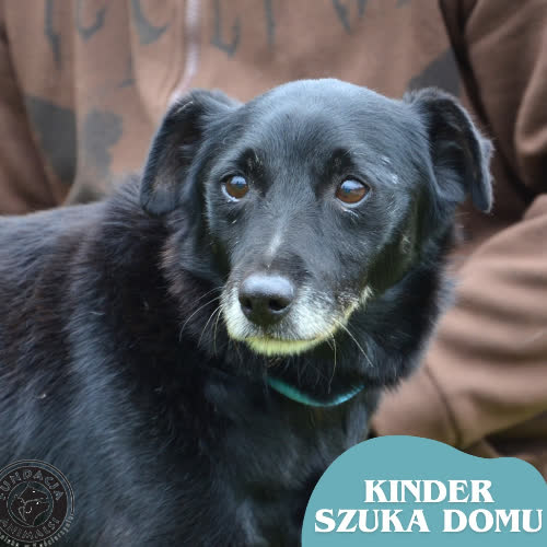 Psy ze schroniska do adopcji KINDER
