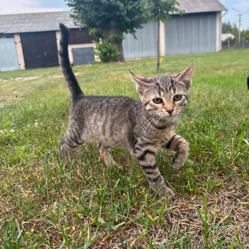 Koty ze schroniska do adopcji Celina