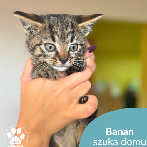 Koty ze schroniska do adopcji Banan