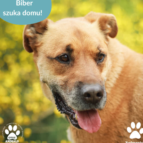 Psy ze schroniska do adopcji Biber