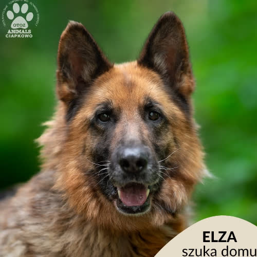 Elza