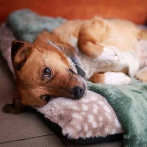 Psy ze schroniska do adopcji Bibi