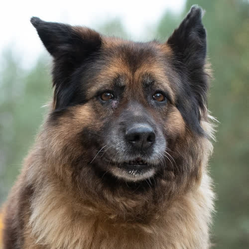 Psy ze schroniska do adopcji STYRIA