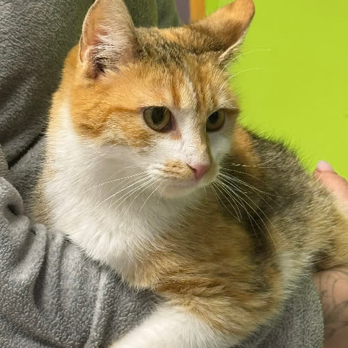 Koty ze schroniska do adopcji Gaja