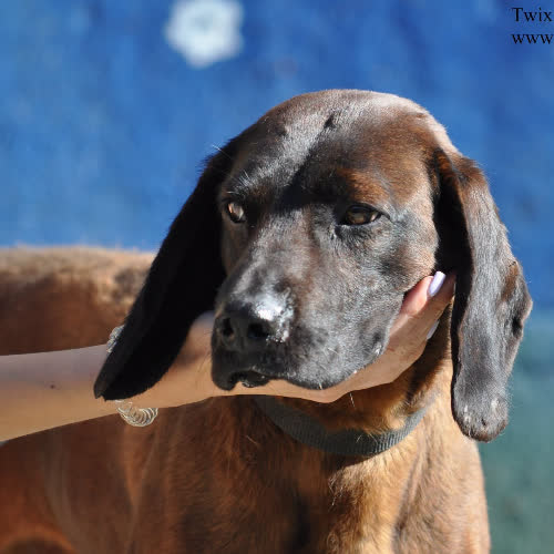Psy ze schroniska do adopcji Twix