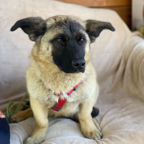Kajko